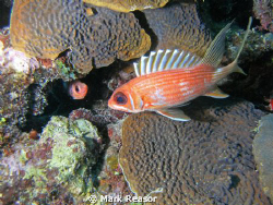 Squirrelfish eyeing each other.  Taken with Sea Life DC 8... by Mark Reasor 